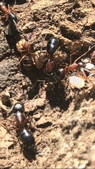 Camponotus barbaricus