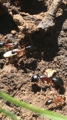 Camponotus barbaricus