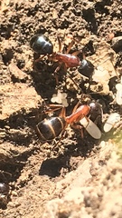 Camponotus barbaricus