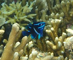 Neoglyphidodon oxyodon