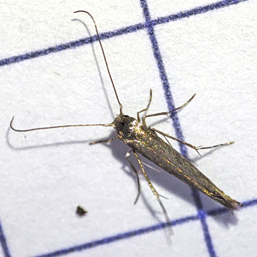 Apple Leafminer, photo 2 of 9