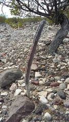 Peniocereus greggii greggii