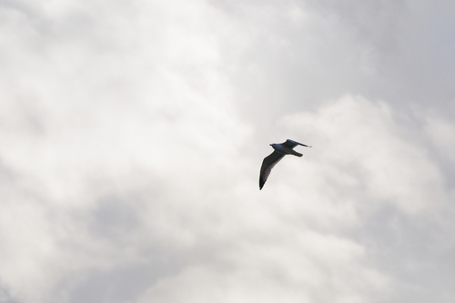 Armenian Gull (Larus armenicus)