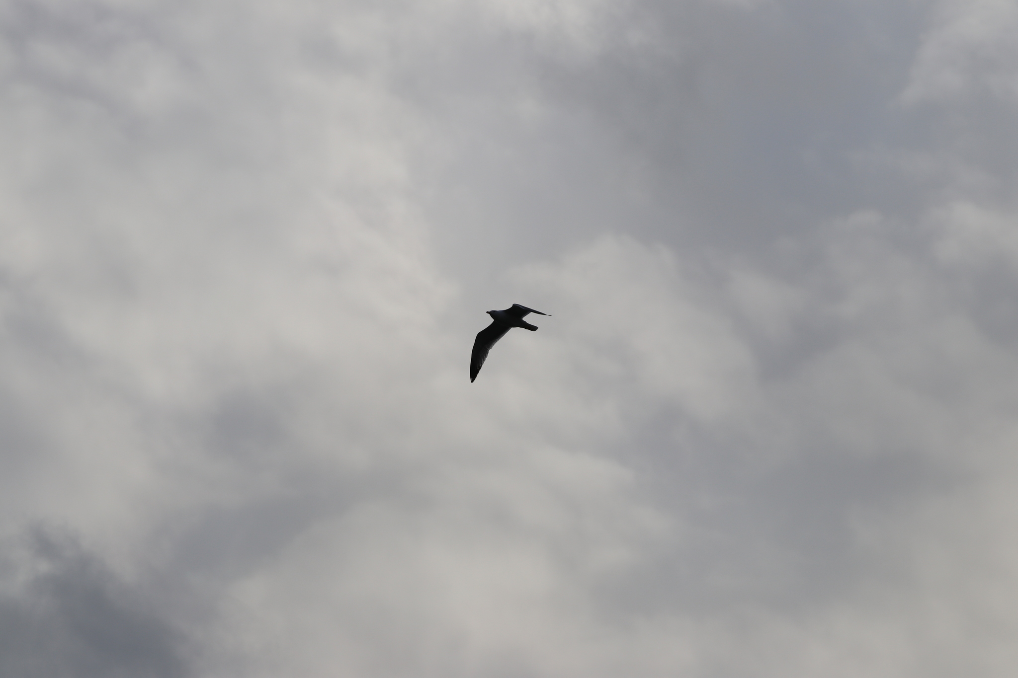Armenian Gull (Larus armenicus), photo 2