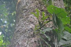 Aspasia principissa, photograph (c) Letizia Weichgrebe, some rights reserved (CC BY)