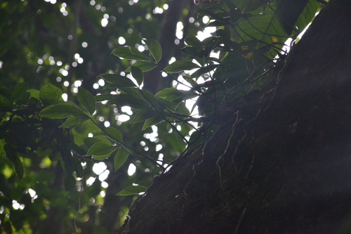 Philodendron tripartitum, photograph 5