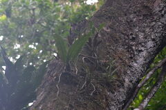 (c) Letizia Weichgrebe, some rights reserved (CC BY) Philodendron tripartitum, photograph (c) Letizia Weichgrebe, some rights reserved (CC BY)