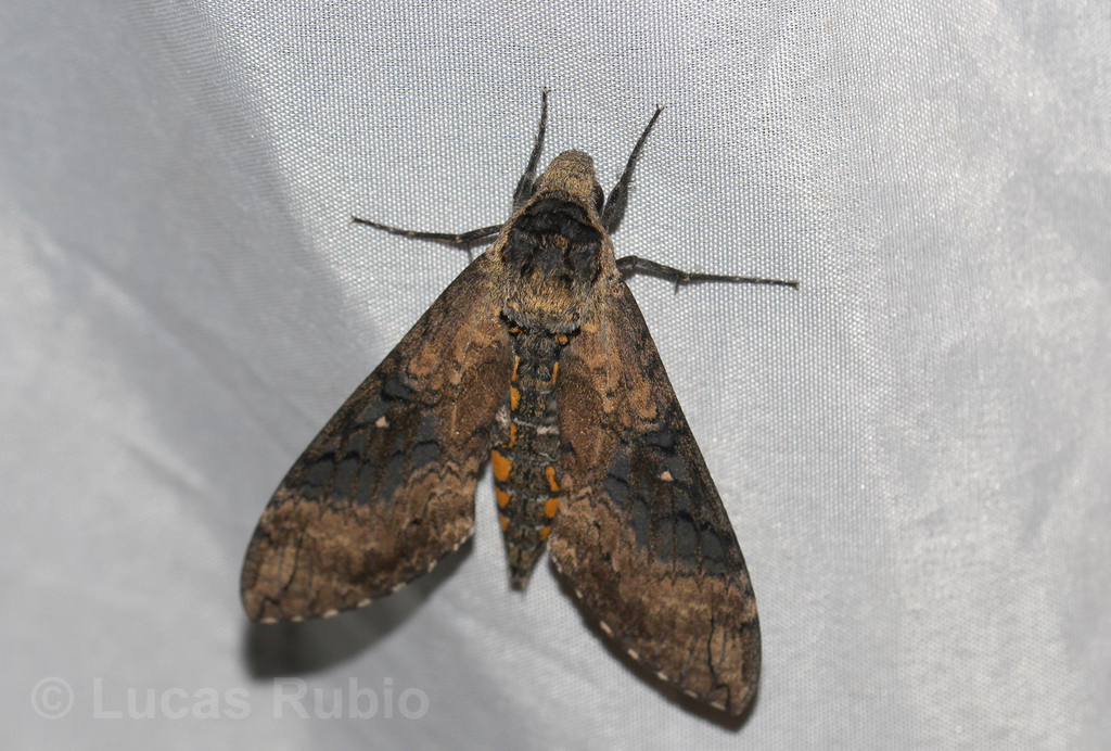 Manduca contracta