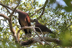 Nesoenas picturatus