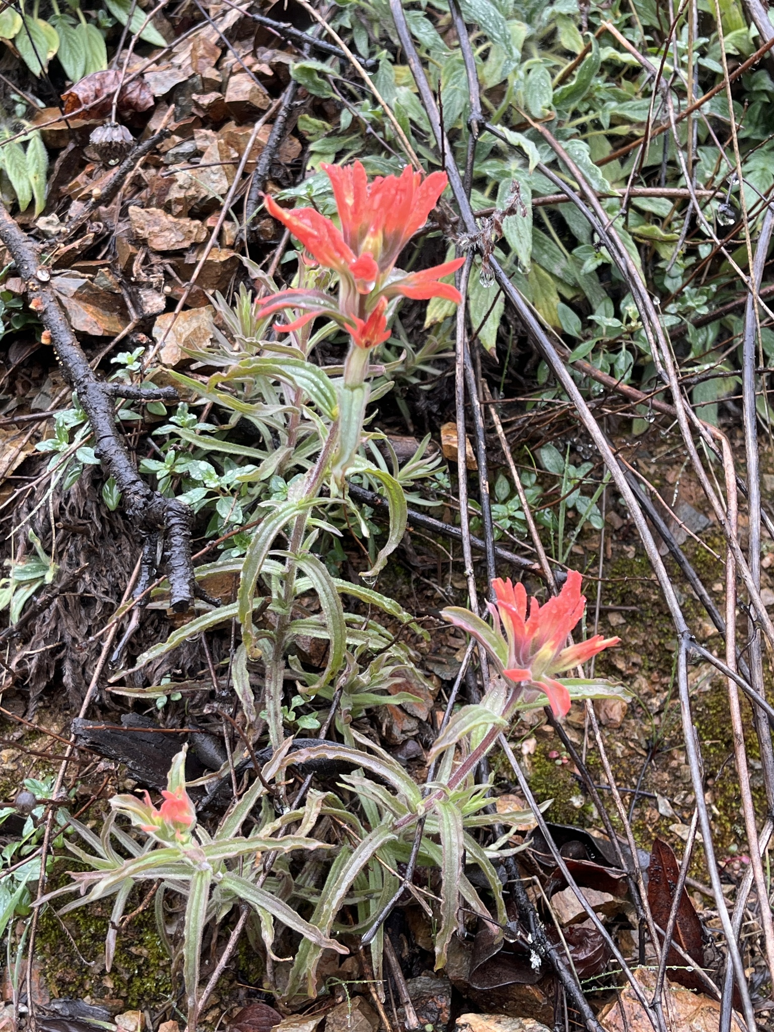 Wavyleaf Paintbrush (Castilleja applegatei)