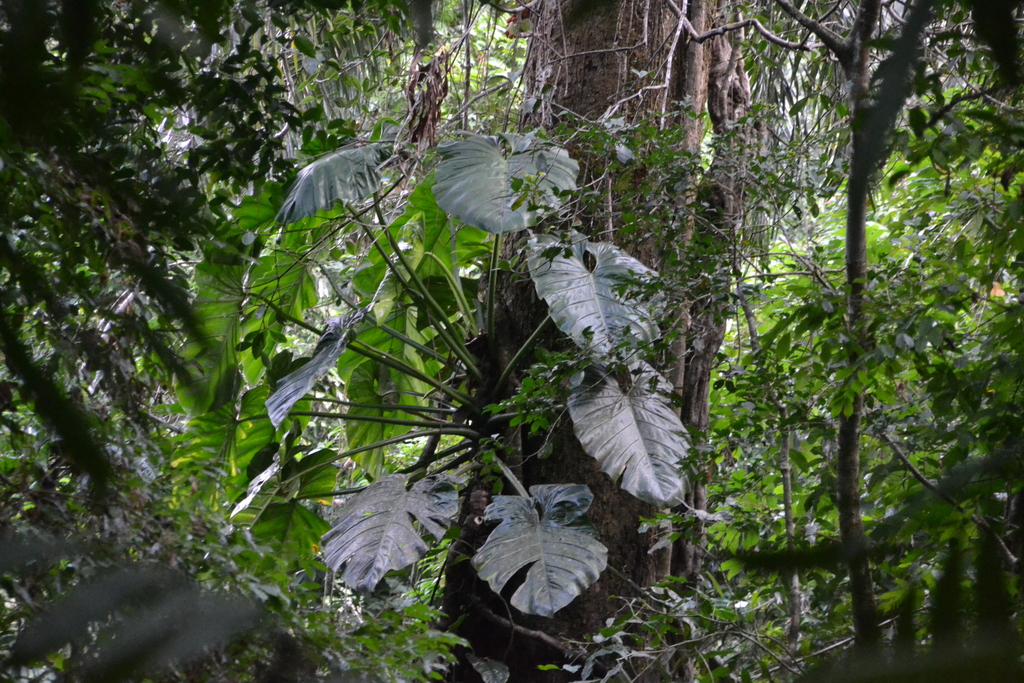 Philodendron pterotum; photograph (c) Letizia Weichgrebe, some rights reserved (CC BY)