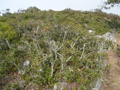 Quercus sebifera