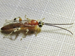 Metopiinae