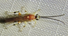 Metopiinae