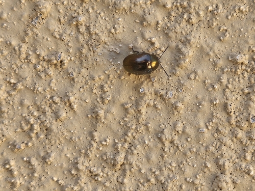 Coreopsis Leaf Beetle photo 5