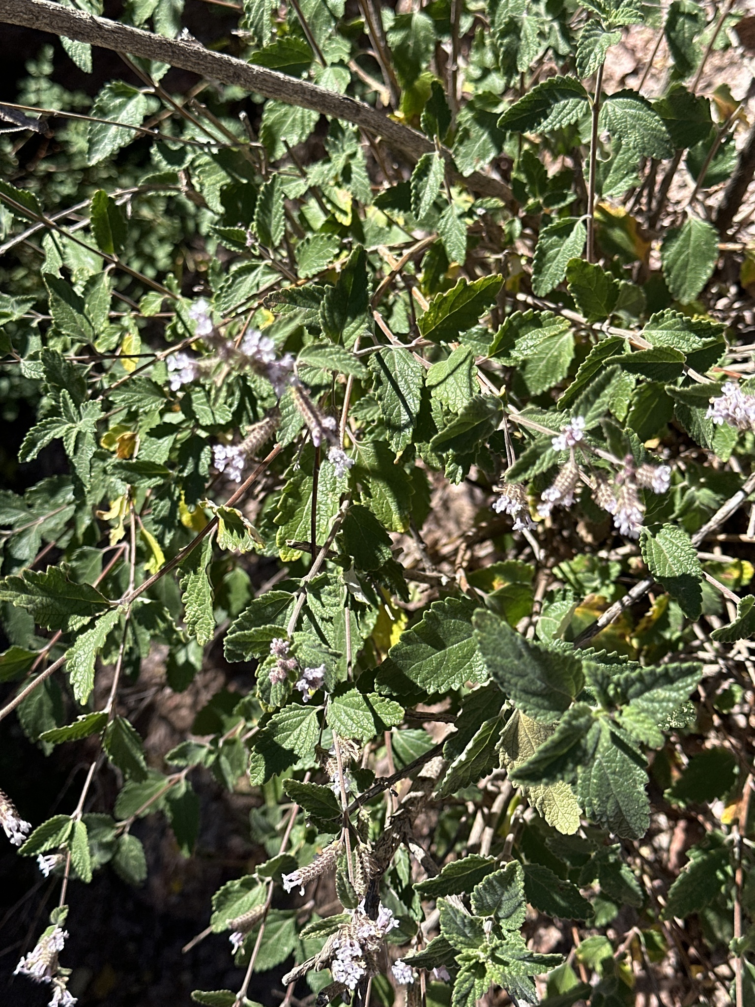 Aloysia catamarcensis