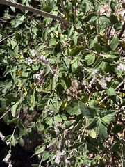 Catamarca verbena (Aloysia catamarcensis)