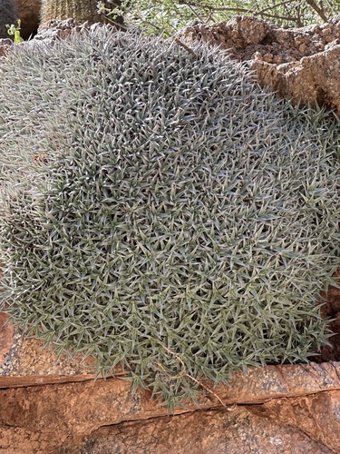Argentina Ball (Deuterocohnia brevifolia)