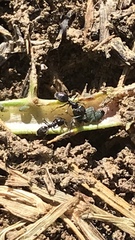 Tapinoma