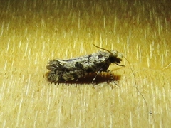 Amydria margoriella
