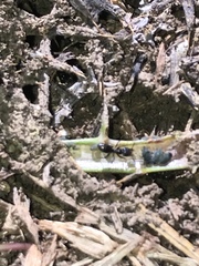 Tapinoma