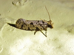 Amydria margoriella