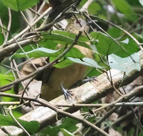 iNaturalist image