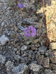 Phacelia crenulata