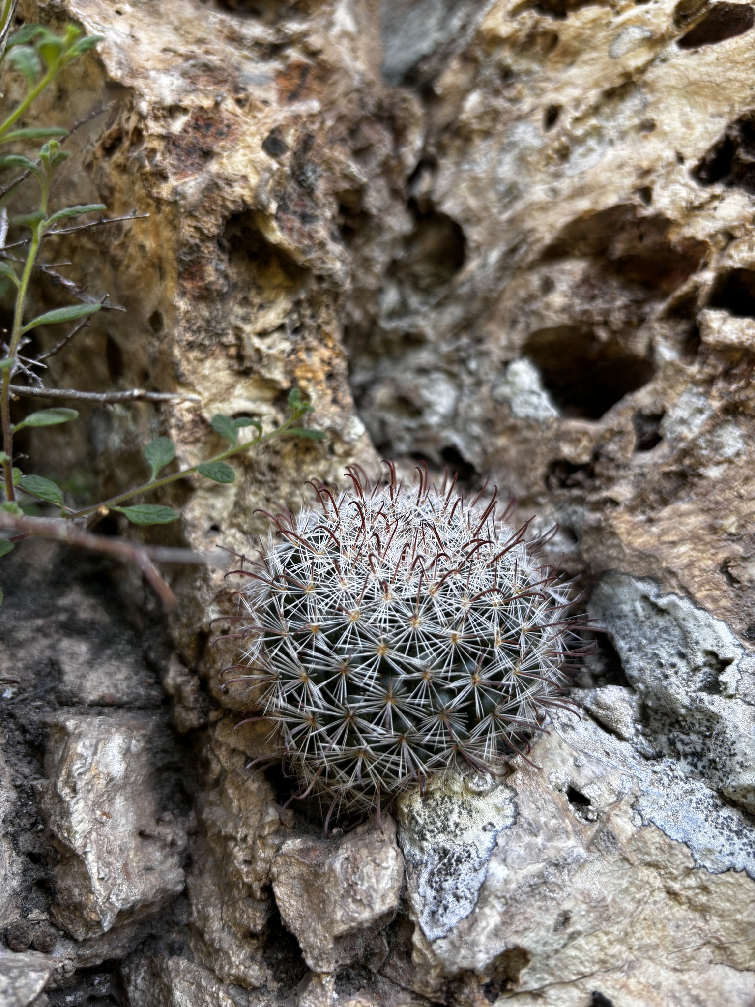Rose pincushion cactus