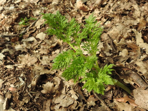 Ferula glauca, photograph 6
