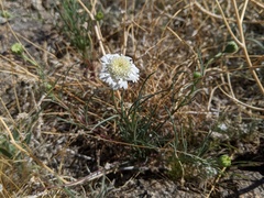 Chaenactis fremontii