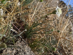 Chaenactis fremontii