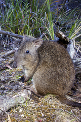 Potorous tridactylus