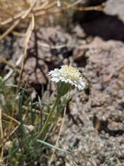 Chaenactis fremontii