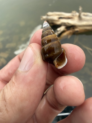 Silty Hornsnail