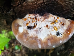 Postia pelliculosa