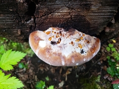 Postia pelliculosa