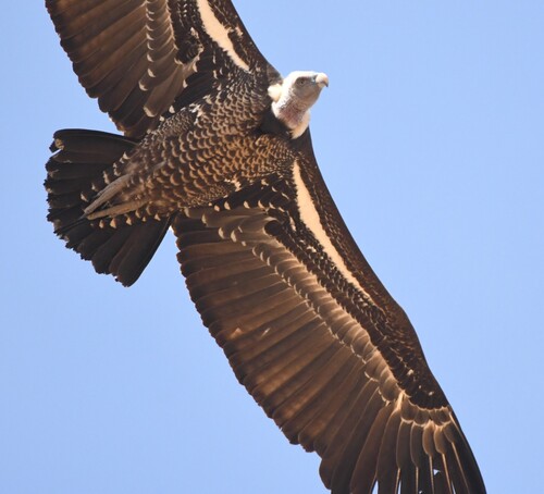 Rüppell's Griffon
