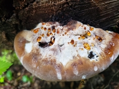 Postia pelliculosa