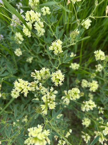 Alfalfa