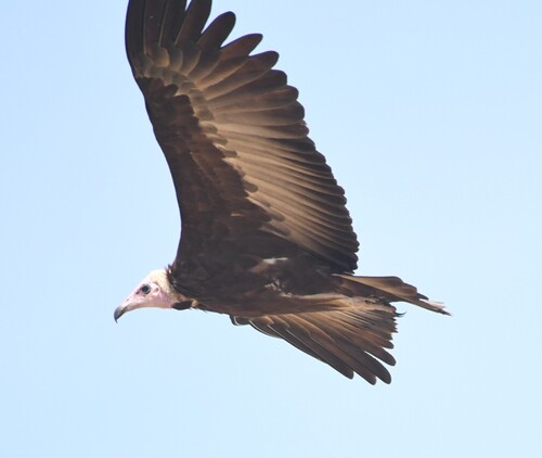 Hooded Vulture