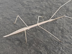 Parabacillus hesperus