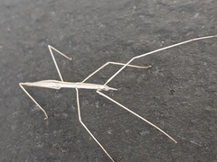 Parabacillus hesperus