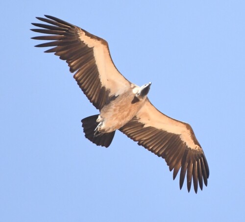 White-backed Vulture