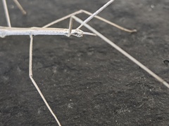 Parabacillus hesperus