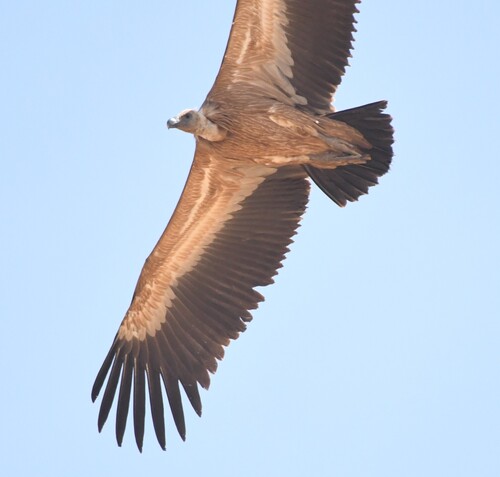 Eurasian Griffon