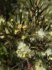 Myrceugenia lanceolata