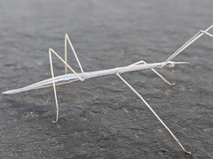 Parabacillus hesperus