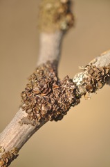 Melanohalea septentrionalis