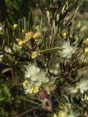 Myrceugenia lanceolata